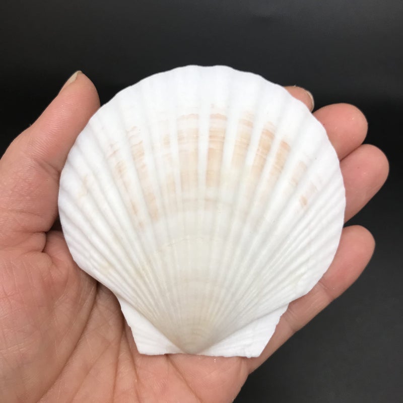 PEPPERLONELY 8 PC Large Great Scallop Sea Shells, Irish Deeps or Irish Baking Shells, 3 Inch ~ 4 Inch - Image 5